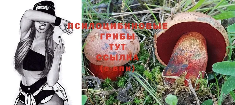 купить наркотик  Бронницы  Псилоцибиновые грибы Psilocybine cubensis 